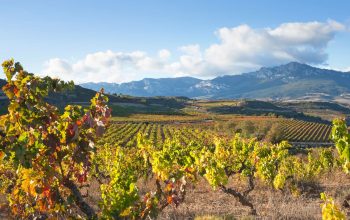 Tour de vinos Rioja: bodega y almuerzo tradicional desde Vitoria