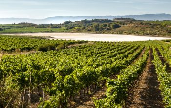 Tour de vinos Rioja: 2 bodegas desde Pamplona
